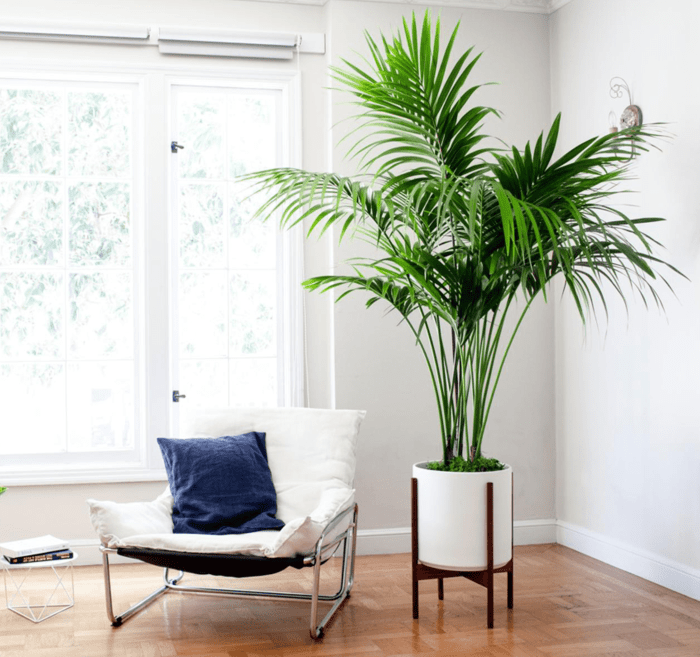 How to decorate with ferns living room