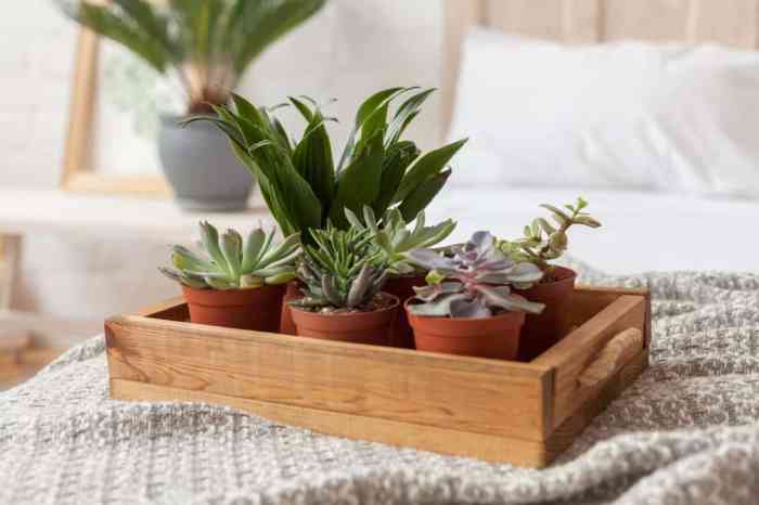 How to decorate small bedroom with plants